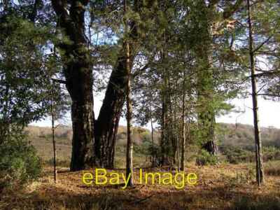 Foto 6x4 Föhre auf Kirche Moor New Forest Burley Leuchtfeuer Ausblick c2006