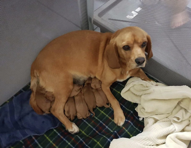 selling puppies on gumtree