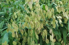 1000 + Inland Sea Oats, Northern Sea Oats, Indian Wood Oats