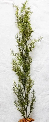 LFP 26 in. Large OLIVE Green SPRENGERI single-stem Soft Plastic Wireless Plant, Ston