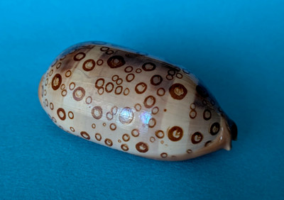 Cypraea Argus Contracasta 68,4 mm Gem Madagaskar '' Schönes Exemplar ''