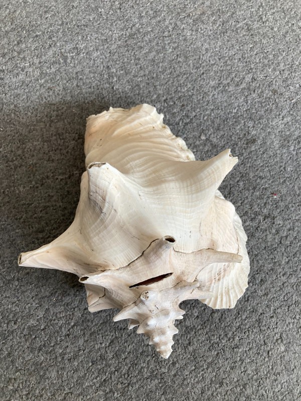 conch shell large