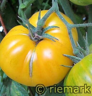 Azoychka Tomate Saatgut Gemüsesamen FLEISCHTOMATE 5+ Samen Russian Yellow