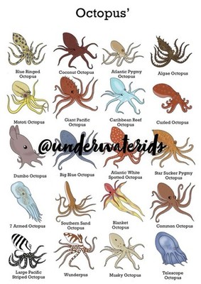 Oktopus Druck Wandbild (Kaufen Sie einen erhalten Sie einen gratis wählen Sie einen anderen Druck) A4