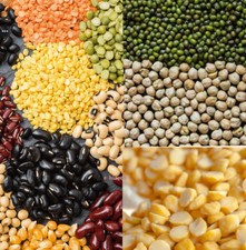 Lentils Peas Pulses Beans Legumes Dry Whole and Split Seeds Indian Dal Moong