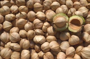 10 Pounds Pennsylvania Shagbark Hickory nuts/ Fall of 2025 crop