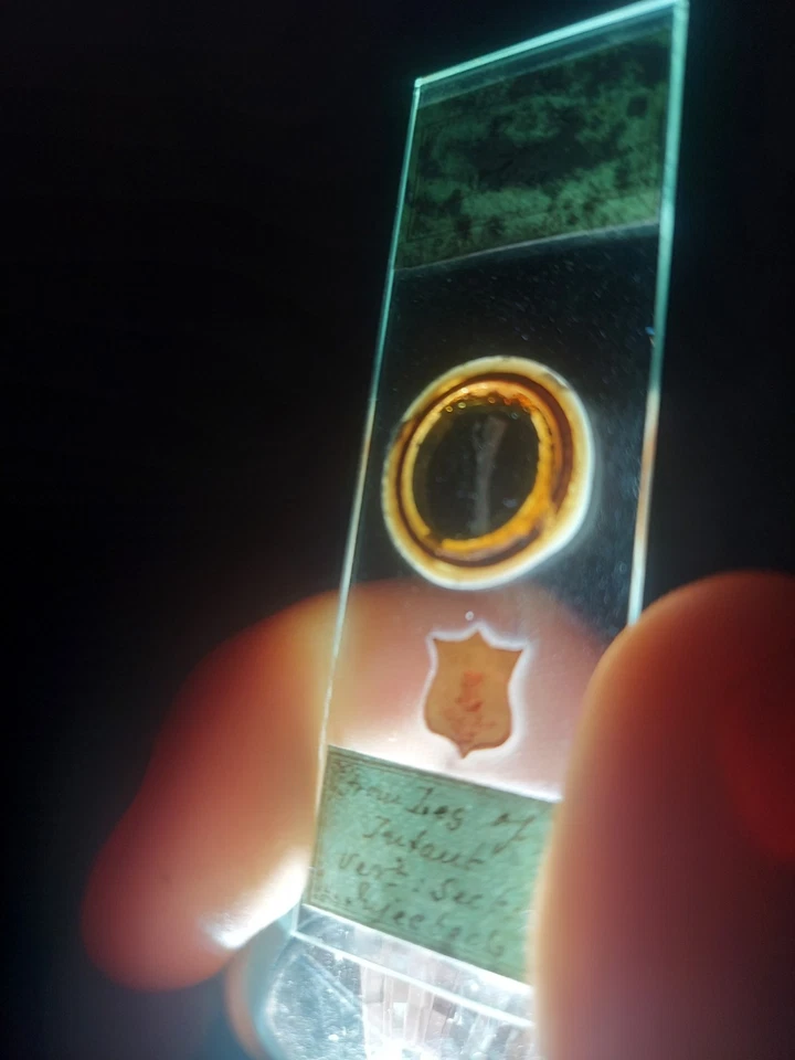 2 антикварных слайда для микроскопа человека/младенца. от A.C.Cole + гистологический дисплей  - Изображение 2 из 4