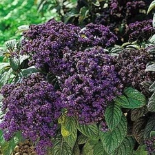 Heliotrope Marines Fragrant Wonderfully Exotic Dark Green Leaves & Blue 50 Seeds