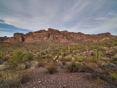 Organ Pipe Cactus National Monument Arizona 2018 Saguaro Desert Landscape