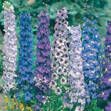 36 SEEDS - Delphinium PACIFIC GIANT MIX perennial groco USA - BUY 15-SHIPS FREE