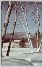 Through the Birches in a Beautiful Winter Setting Mt. Chocorua NH Postcard