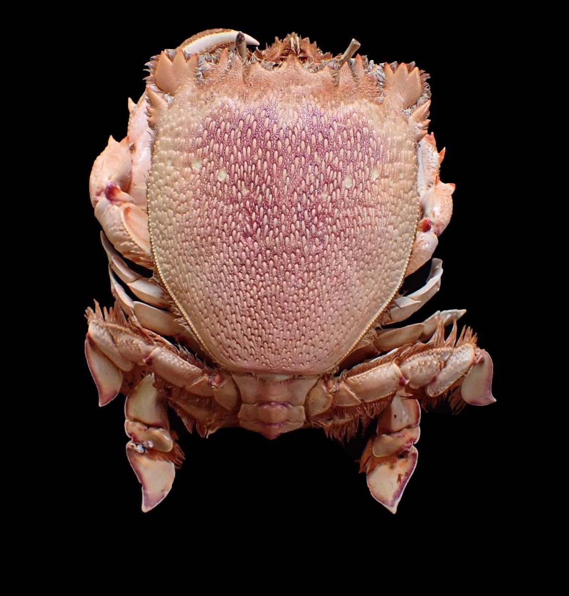 Marine Life Crab Taxidermy – Ranina ranina (Spanner Crab) 230 mm