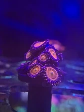 wysiwyg aquacultured pink mowhawk zoa 15 plus heads zoa/pally/mushroom/sps