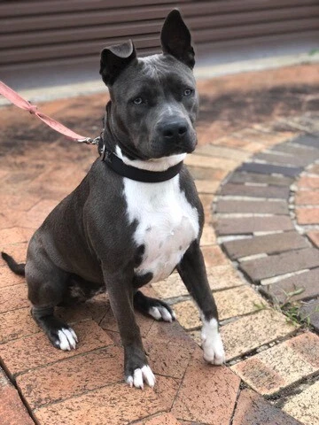 looking for free dogs to a good home