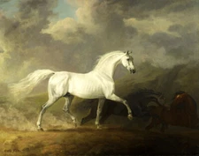 Classic oil painting White horse Giclee Art Printed on canvas L2804
