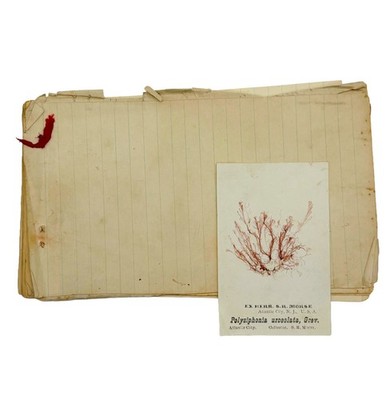 MORSE, S.R. - Seaweed Herbarium [Handmade, n.d./c1880s] Atlantic City, Sea Moss