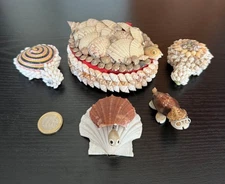 5 TORTUES/ COQUILLAGES