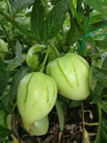 Semillas de Pepino Melón Pera o Pepino Dulce Fruta Exótica Ucrania 5 Semillas - Imagen 12 de 12