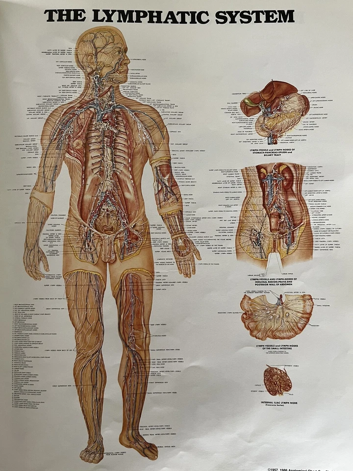 The Anatomical Chart ~ The Lymphatic System ~ 11.25 x 14 Poster