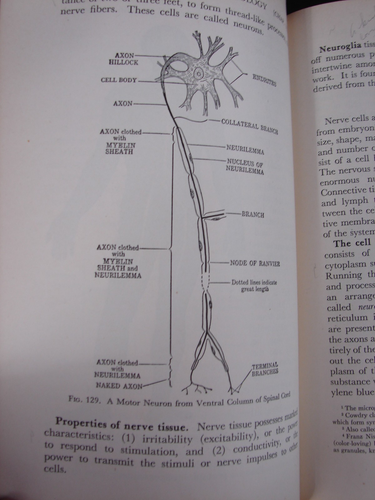 Textbook of Anatomy and Physiology by Diana Clifford Kimber, 1943 11th Ed. H404 - Picture 12 of 13