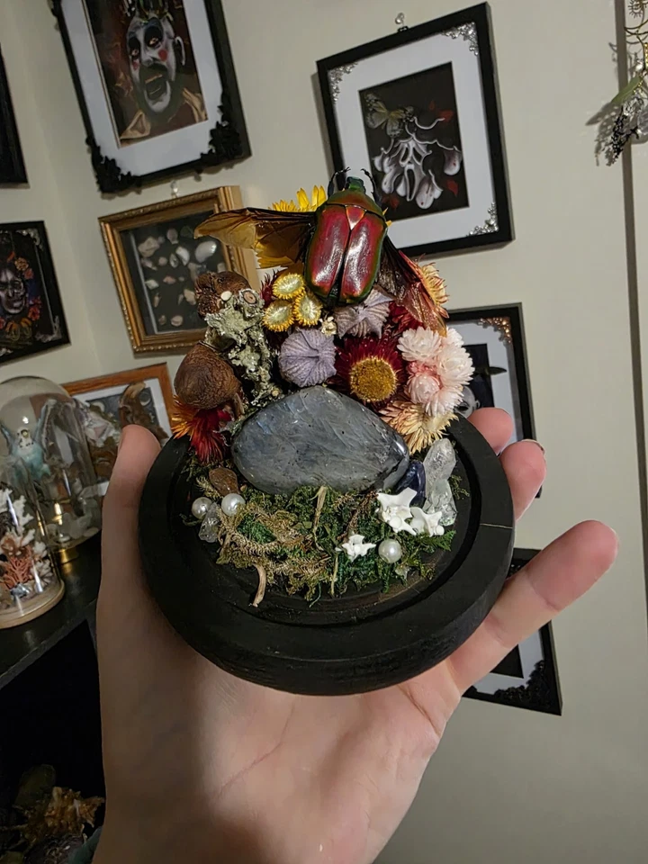 Glass Dome Beetle Display Insect Specimen Entomology Labradorite Crystal - image 3 of 3