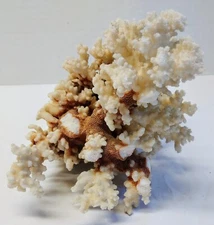 Coral Reef White Brown Pinkish Stem Natural Decor Shell Ocean Seashell Nautical 