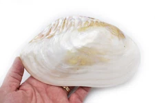 One Large Polished Cebu Clam (Pair/Whole Shell) 7-8" Coastal Decorating