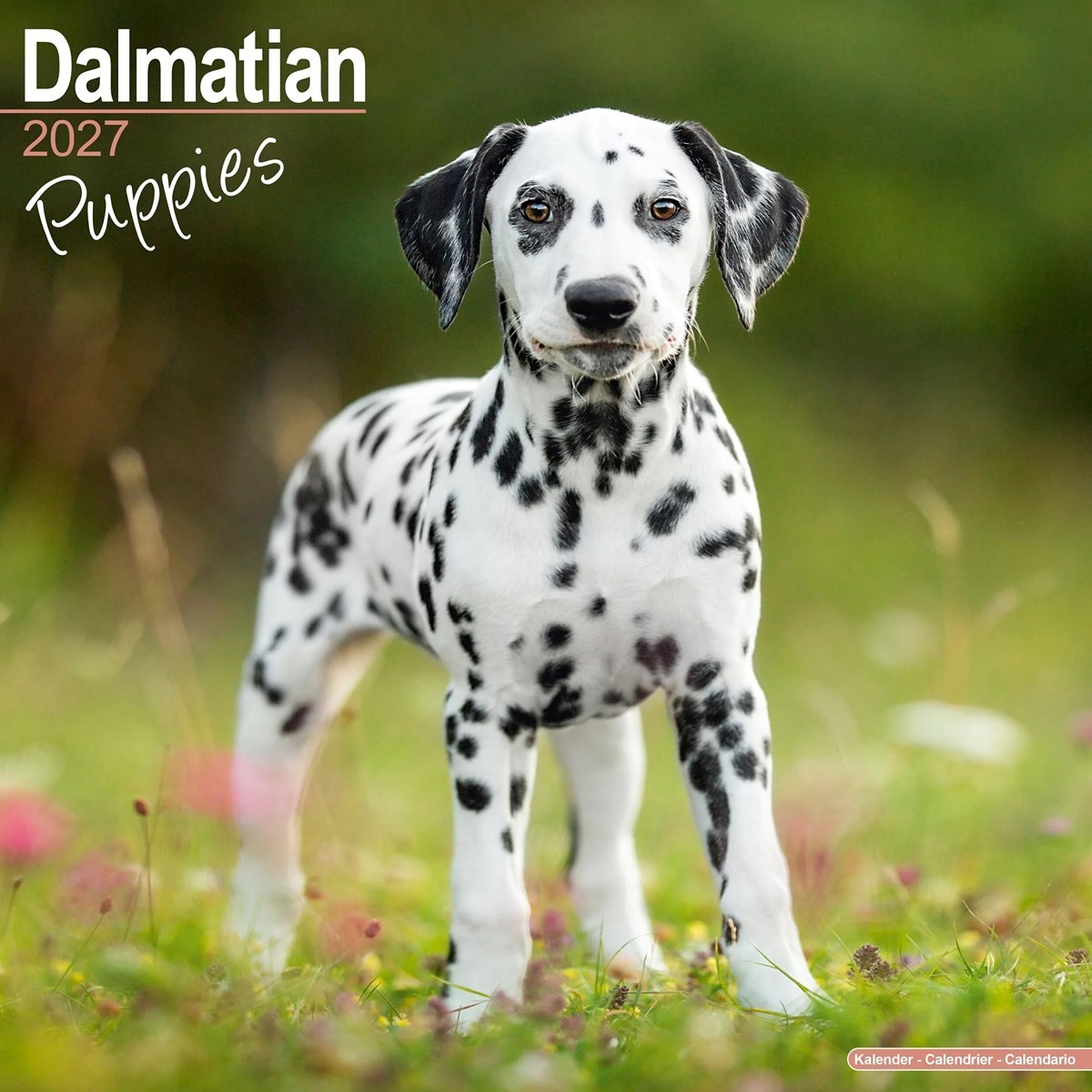 Dalmatian Puppies Calendar 2027, Wall Calendars, Month To View, Dogs, Gift