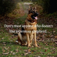 German Shepherd refrigerator magnet 3 1/2