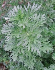 2000 Semi Assenzio Maggiore Artemisia Absinthium Wormwood Absinthe Wermut seeds