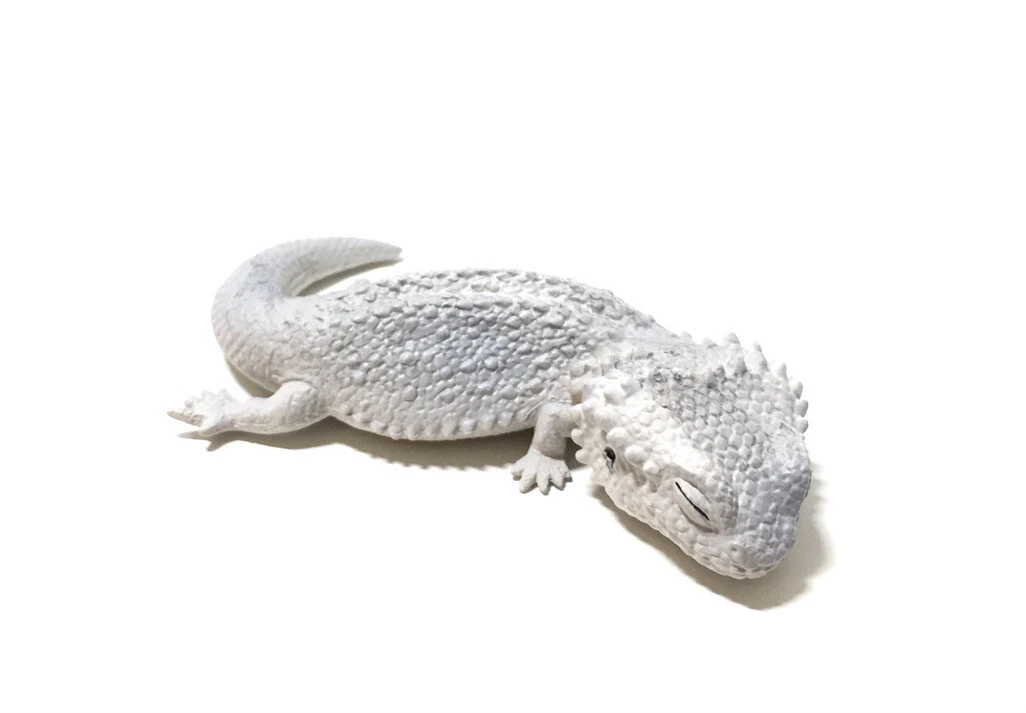 Bearded dragon cheap gecko