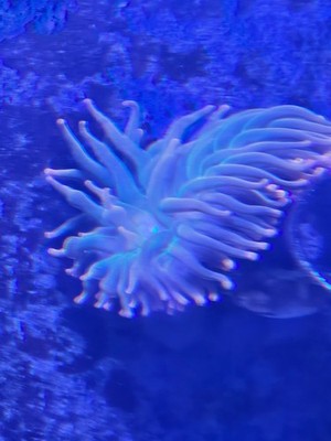 rainbow bubble tip anemone 
