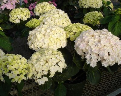 ***DOUBLE DELIGHT***Hydrangea Starter Plant**USA SELLER***