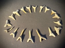 18 Fossil Sand Tiger Shark Teeth Morocco Small Natural Lot Craft Grade