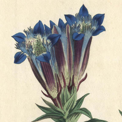Rare 1809 Curtis Engraving No. 1229 GENTIANA SEPTEMFIDA, CRESTED GENTIAN