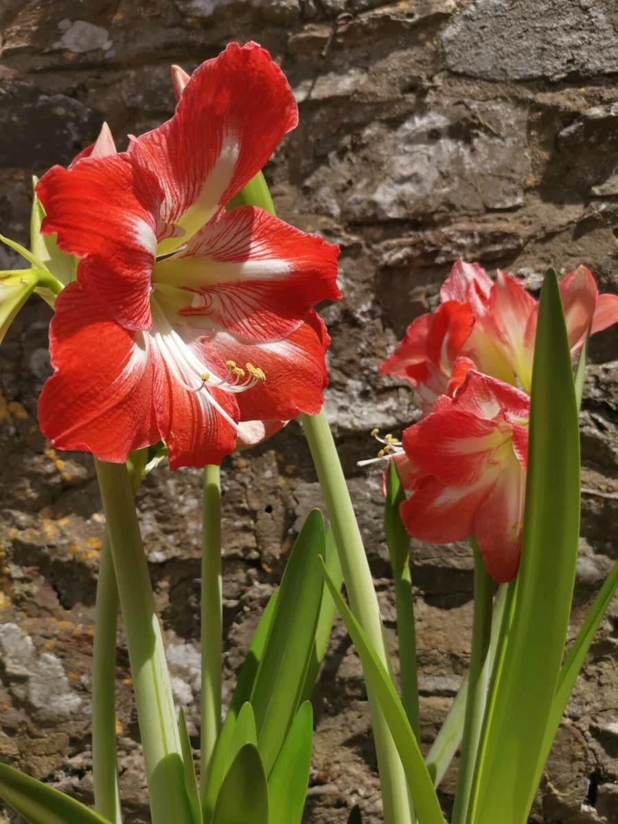 Giant amaryllis deals
