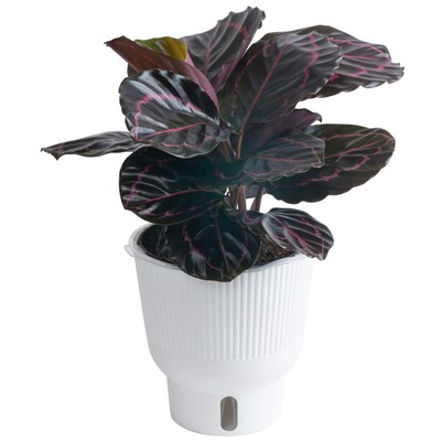 Live Indoor Trending Tropicals Calathea Dottie Plant, 12-Inch Tall, White Déc...