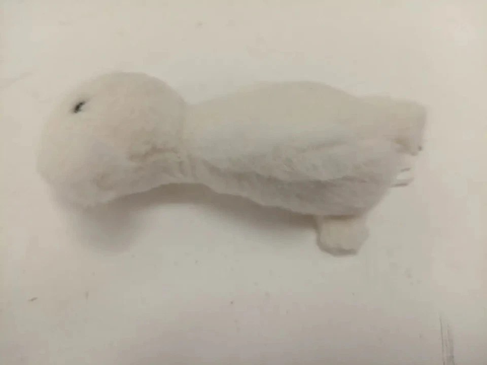 Jellycat White Lamb Plush Perry Polar Bear Soft Toy Small Cream Preloved - Image 4 of 4