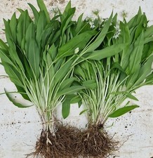 Bärlauch Waldknoblauch Pflanzen Zwiebeln Allium ursinum Knoblauch Knollen