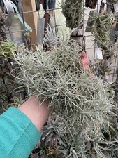 Tillandsia Marconae Airplant Bromeliad