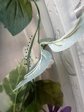 Fertile Axolotl Eggs - 10 Pack Just Laid