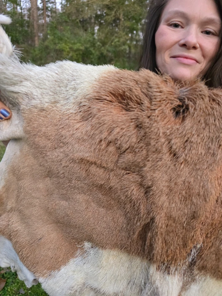Prong Horn Antelope Hide Hair on Hide Full Tanned Skin leather fur taxidermy - Image 3 of 4