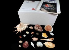 Kit Conchiglie + Libro Collezione 20 Conchiglie Marine Gasteropodi e Bivalvi