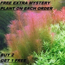  B2G1 Rotala Wallichii Bundle Stem Freshwater Live Aquarium Plant Planted Tank