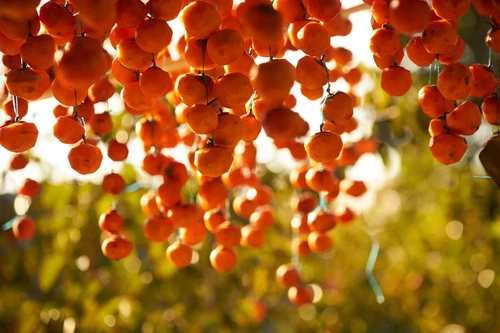 American Persimmon Tree Seeds - 20 Seeds - Made in USA, Ships from Iowa - Popula