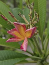 Anucha (Thai) Plumeria Cutting - Read Desc.