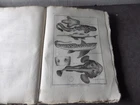 PANCKOUCKE ICHTHCHYOLOGY FISH ORIGINAL ENGRAVING FROM 1788 22 X 31 Cms