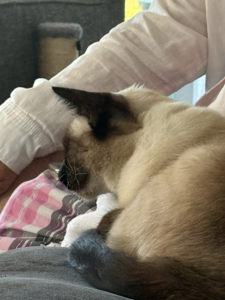 1936-D 5C BUFFALO NICKEL BU MS NGC MS65 CX45 PRISTINE+ GEM - Image 2 of 4