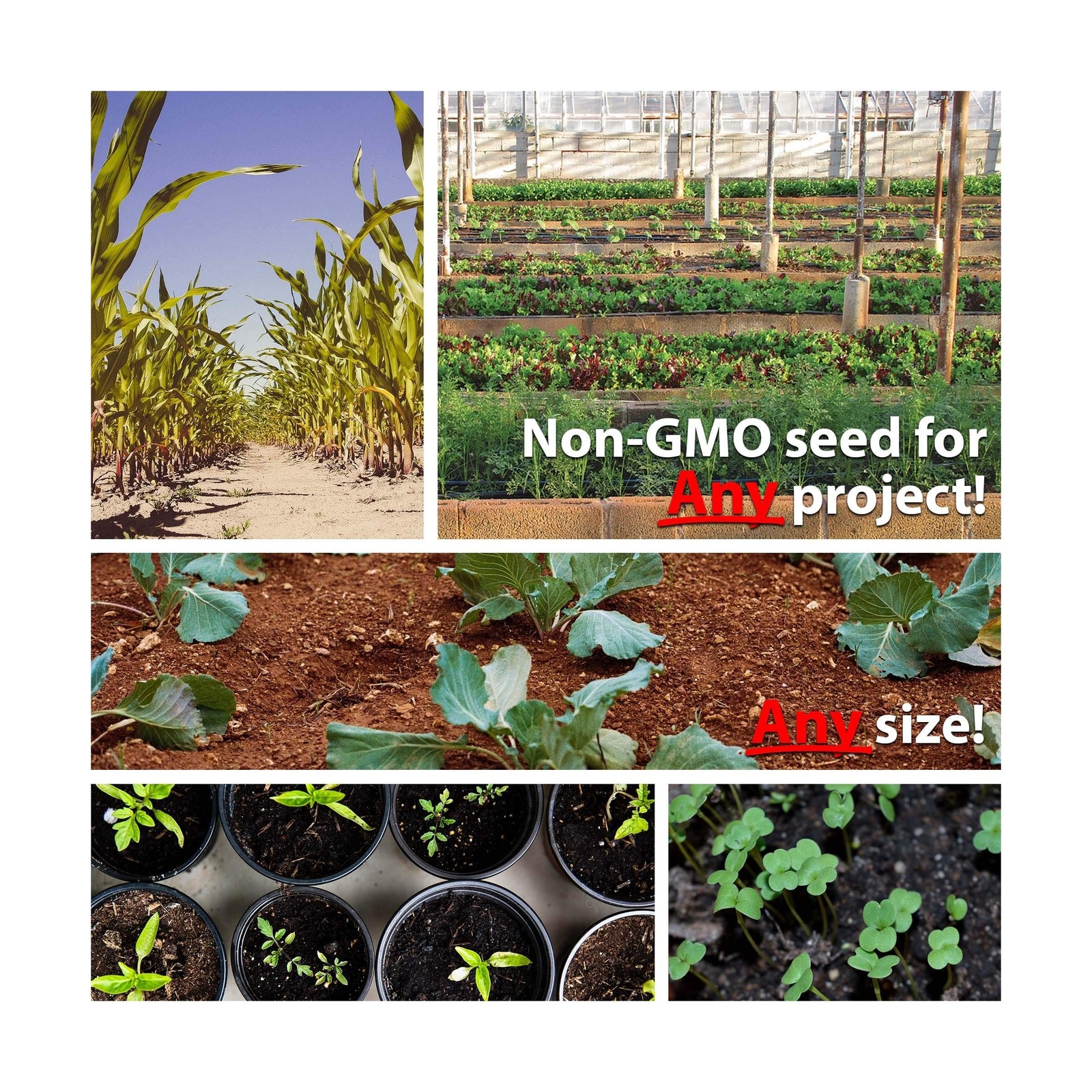 Mountain Valley Seed Company Vegetable Garden Can 50,000+ Seeds 16 Varieties ...