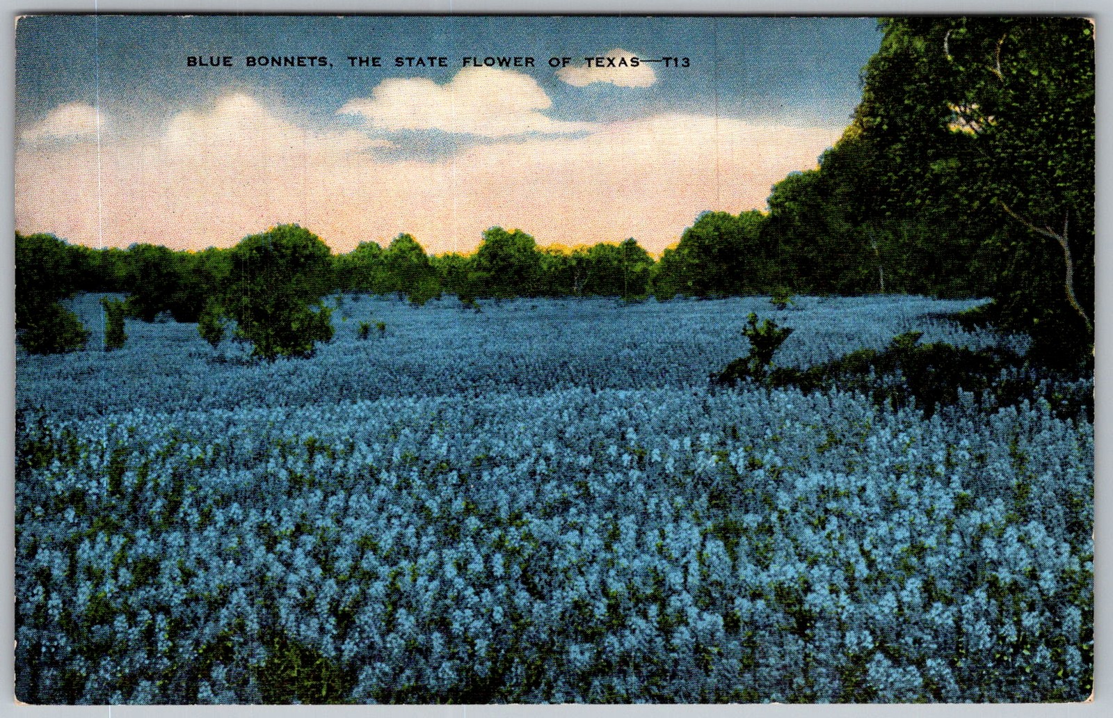 Vtg Linen Postcard Blue Bonnets Wildflower Field Texas 1940s